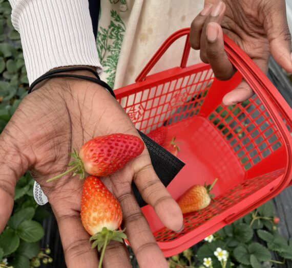 A Fun Day Out Strawberry Picking in Spring